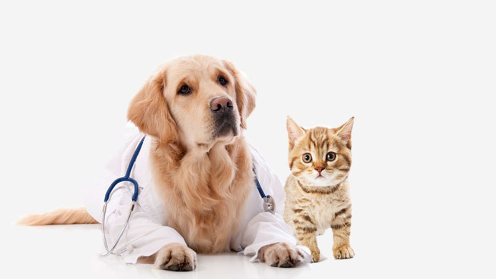Cat Care & Health