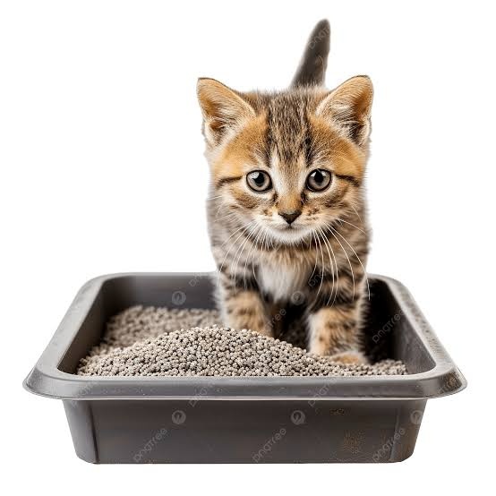 Cat Litter